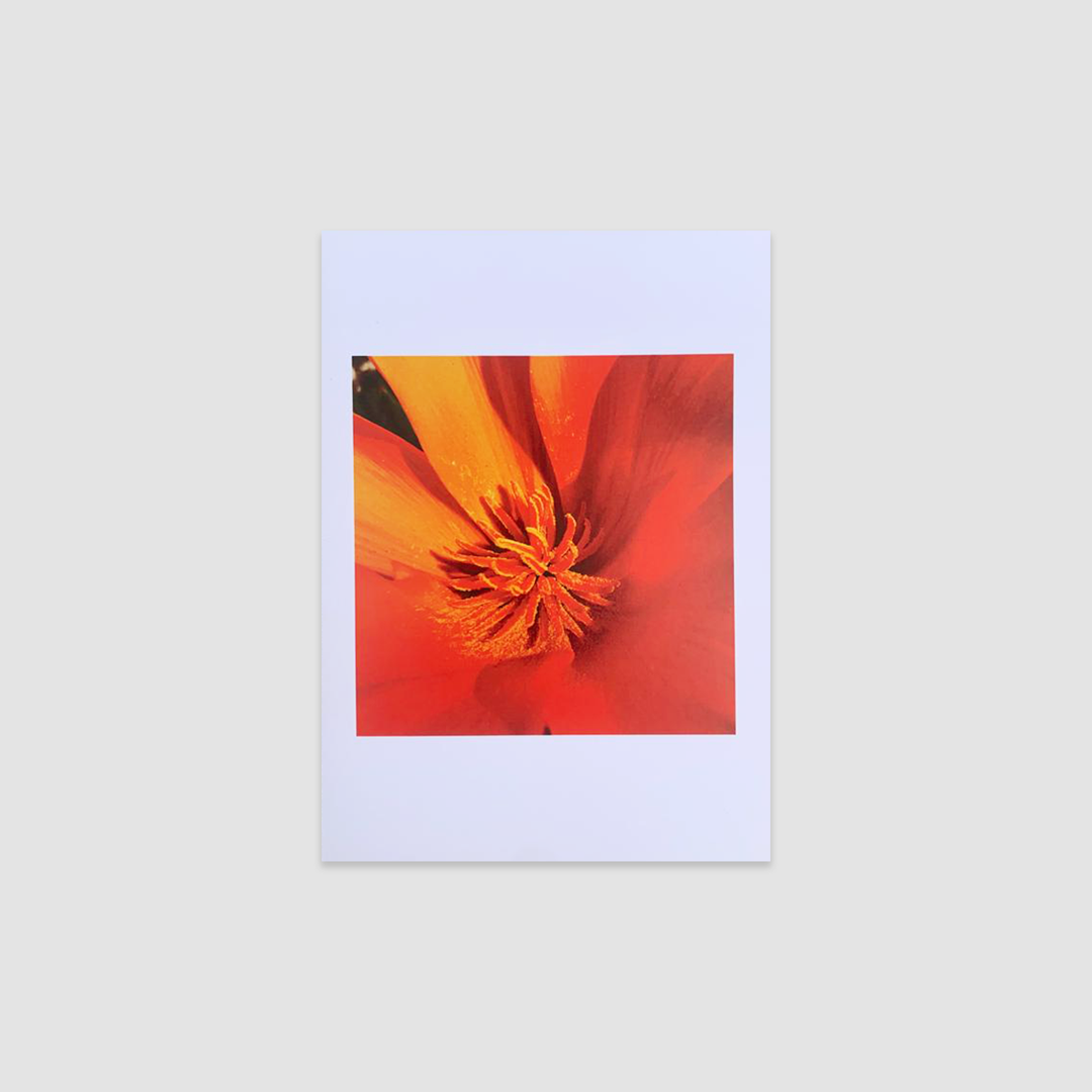 LAVENDER HONEY SALT Greetings Cards
