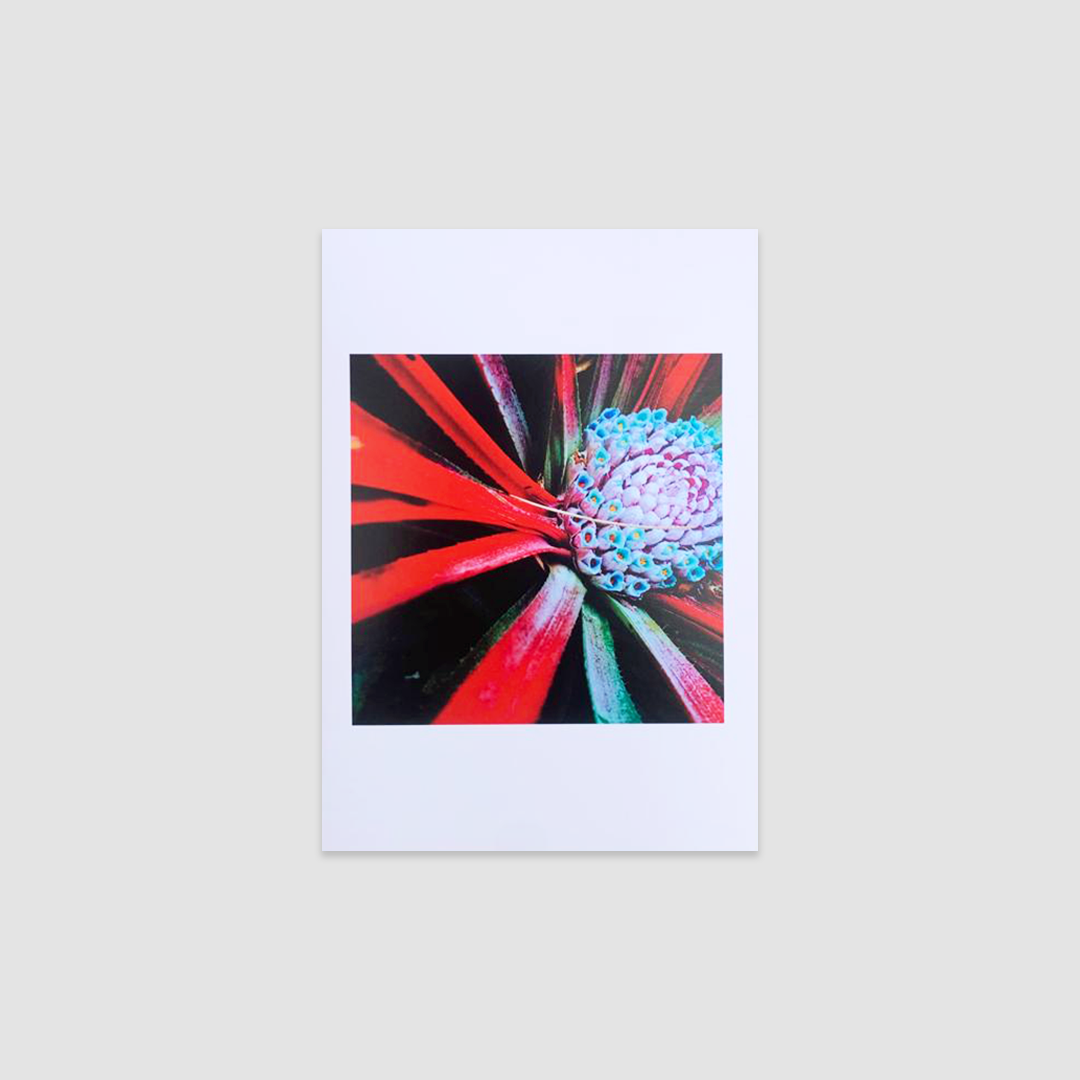 LAVENDER HONEY SALT Greetings Cards