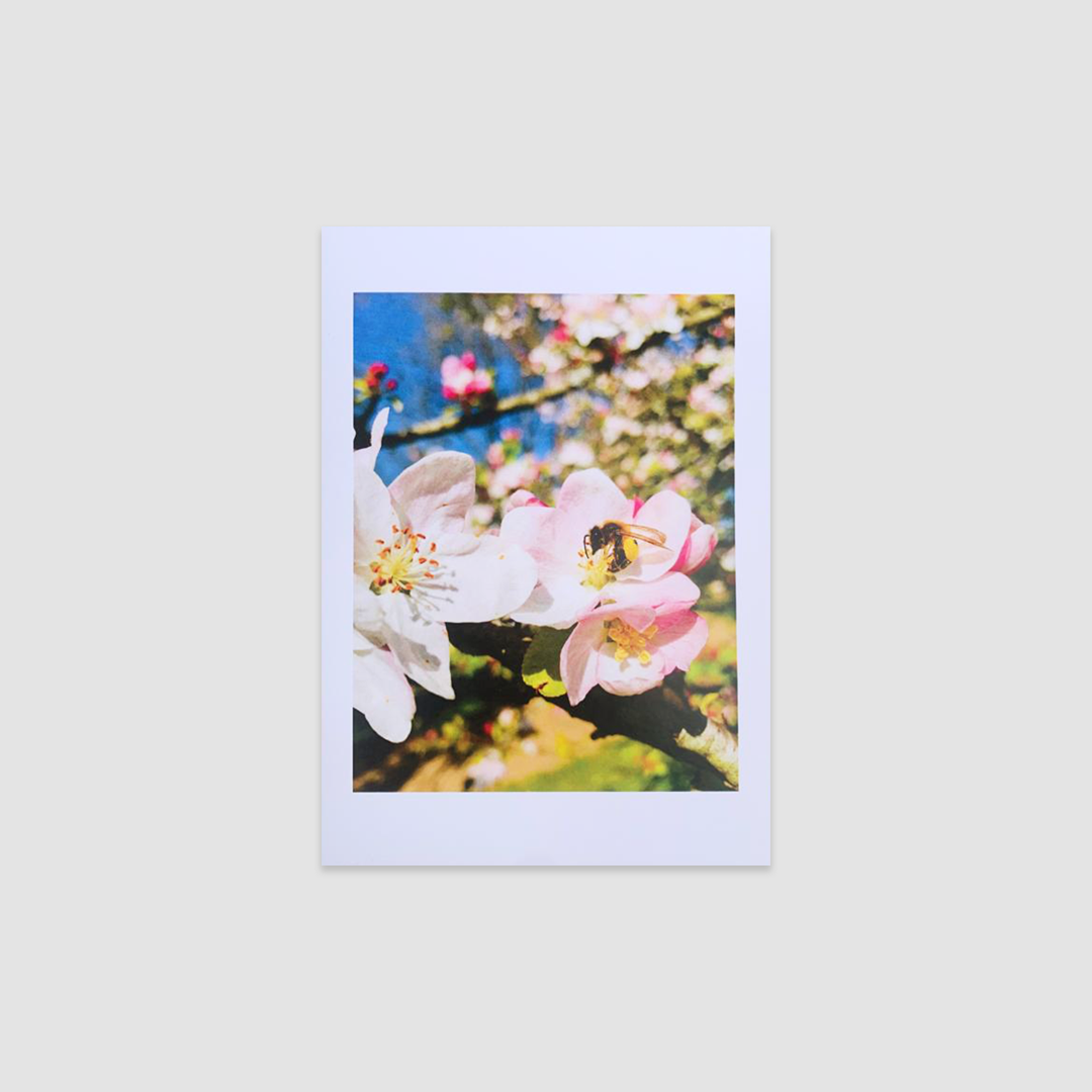 LAVENDER HONEY SALT Greetings Cards